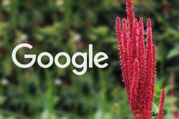 Google Pigweed, czyli nowy system operacyjny?