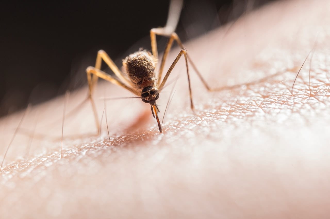 Ubrania, które odstraszają komary i kleszcze? Podobno to działa