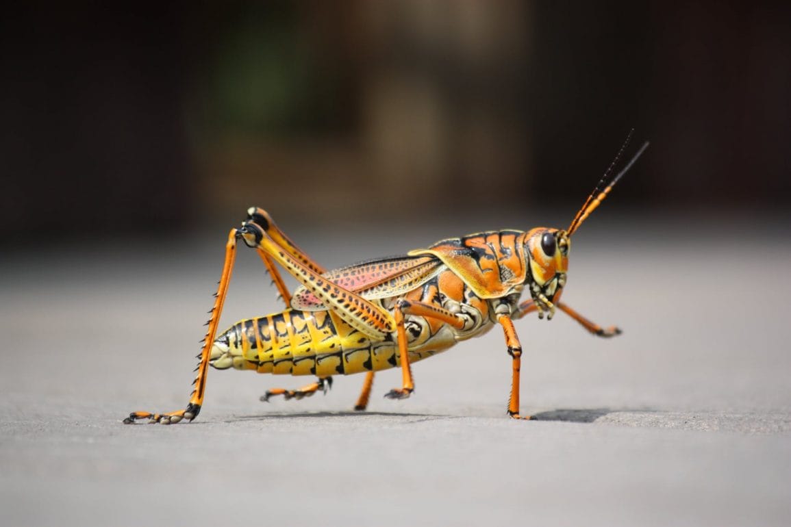 grasshopper insect nature animal 59981