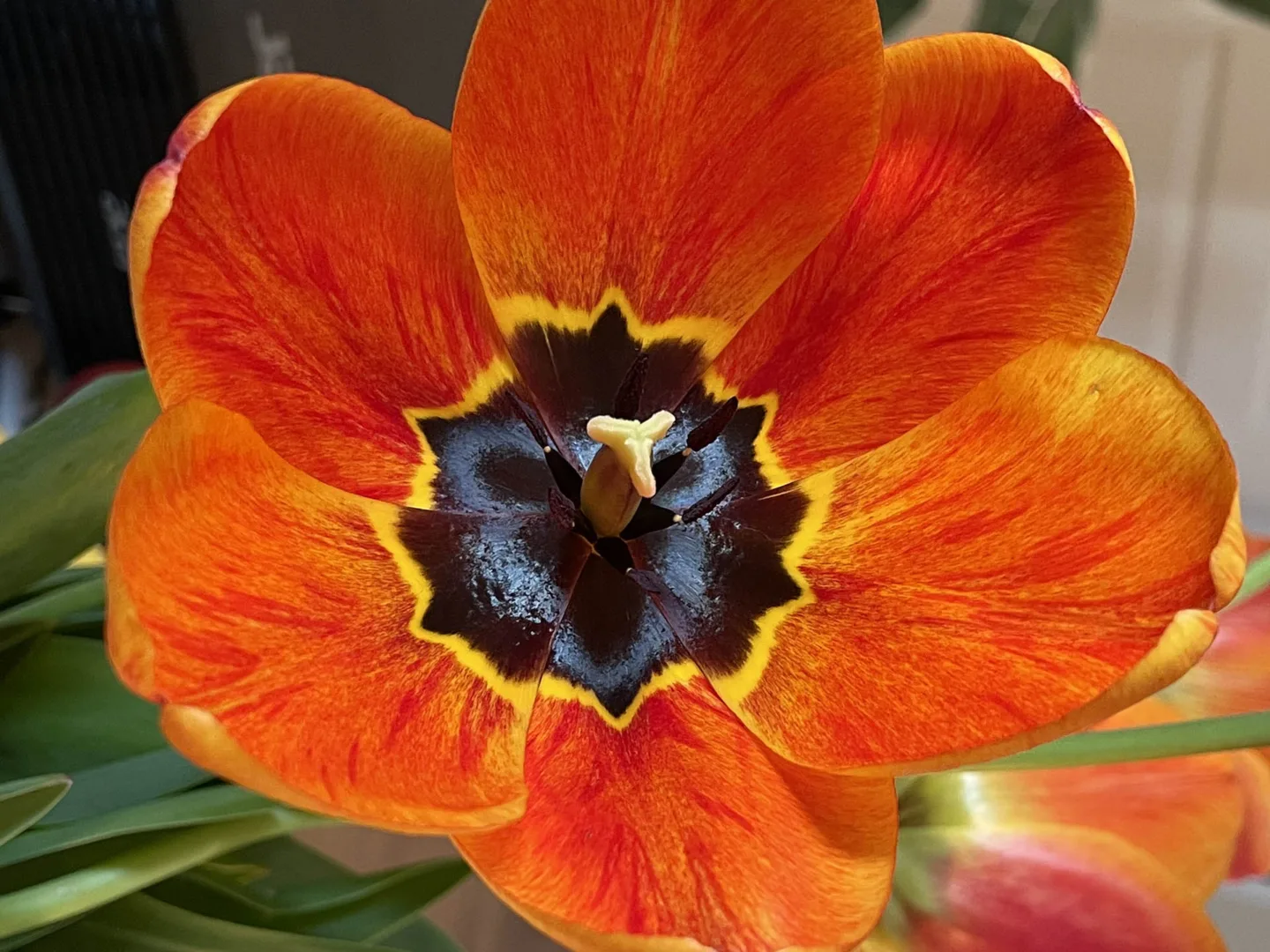 Ile kosztują tulipany z okazji Dnia Kobiet 8.03?