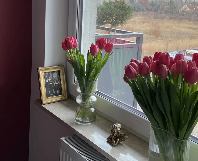 Ile kosztują tulipany z okazji Dnia Kobiet 8.03?
