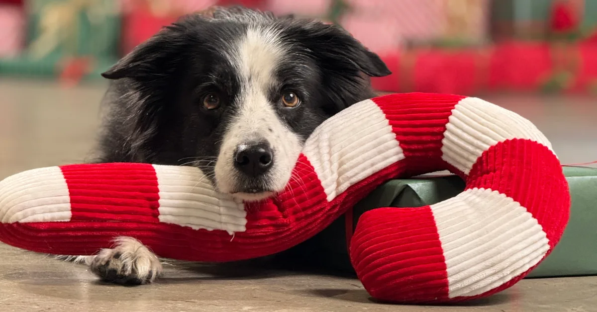 Maxi Zoo "Wspólnie dla zwierząt. Spełnij marzenia zwierząt w schroniskach”