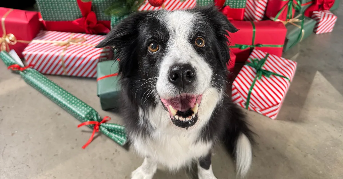 Maxi Zoo "Wspólnie dla zwierząt. Spełnij marzenia zwierząt w schroniskach”