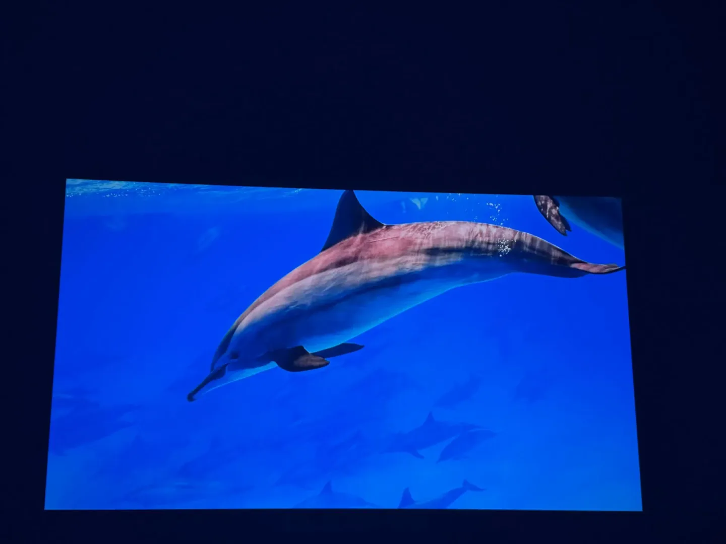 Test ETOE Whale Pro.