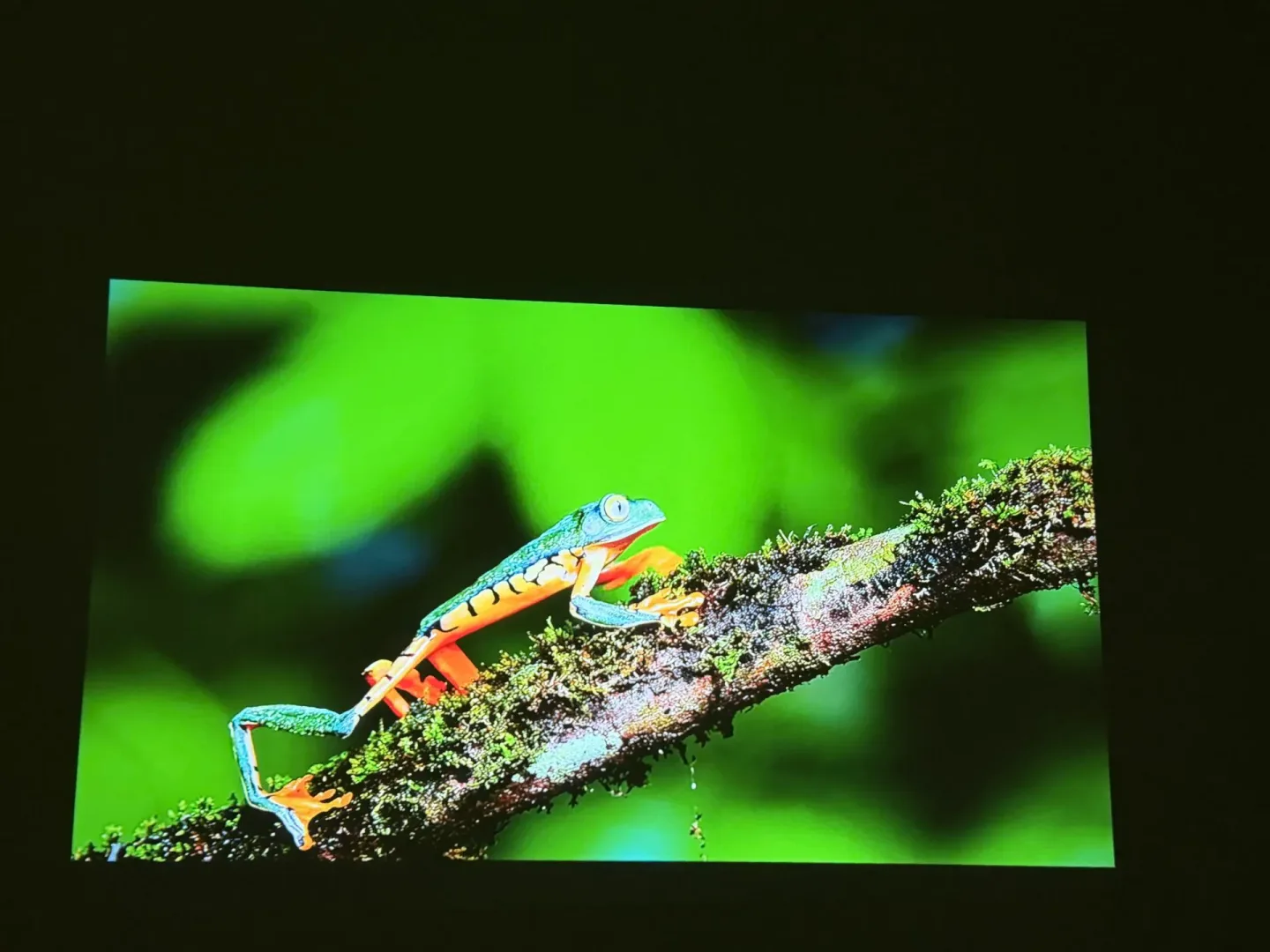 Test ETOE Whale Pro.