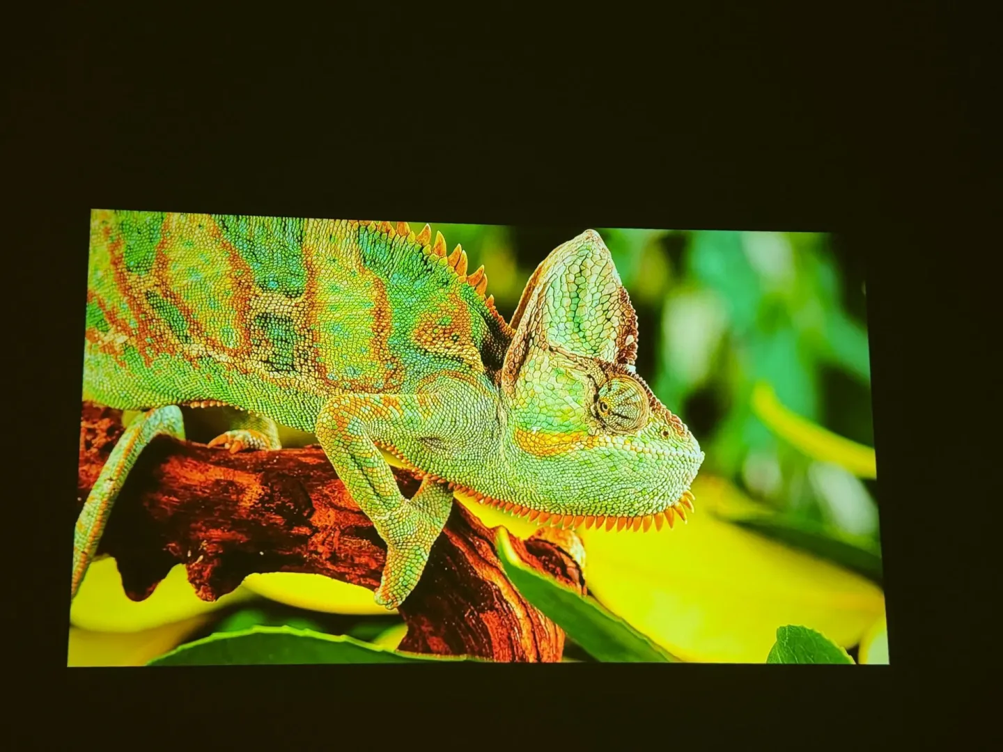 Test ETOE Whale Pro.