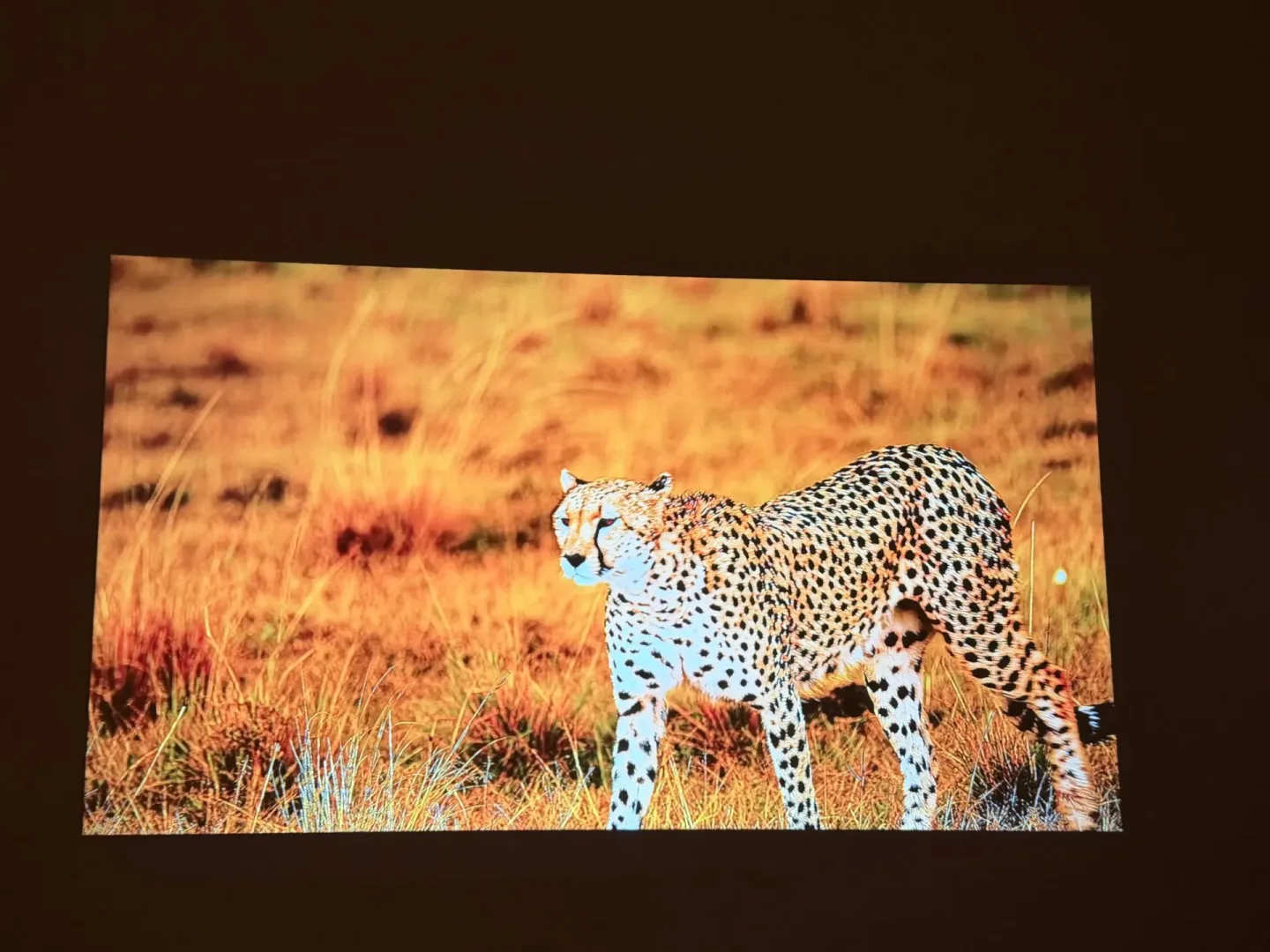 Test ETOE Whale Pro.