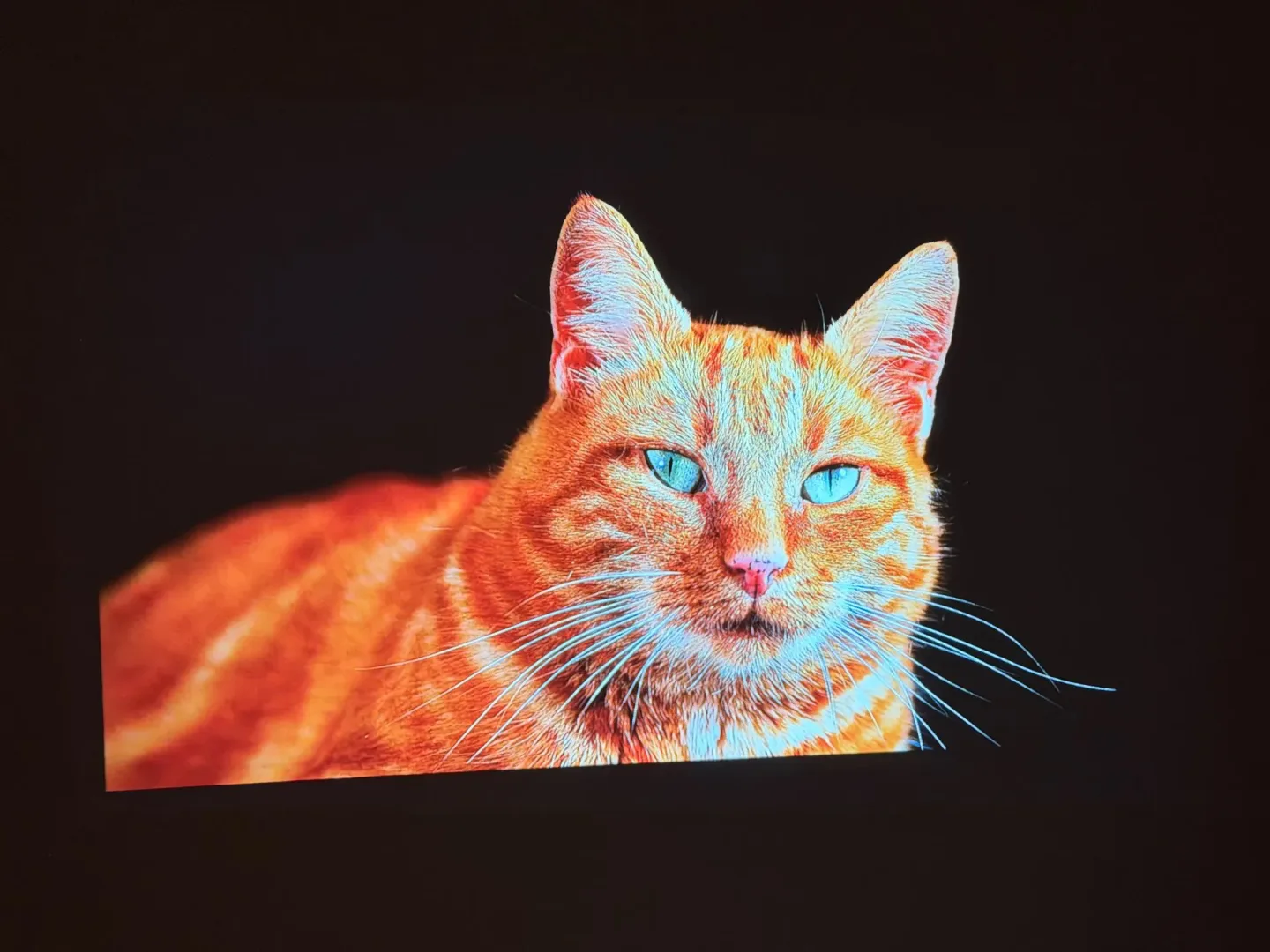 Test ETOE Whale Pro.