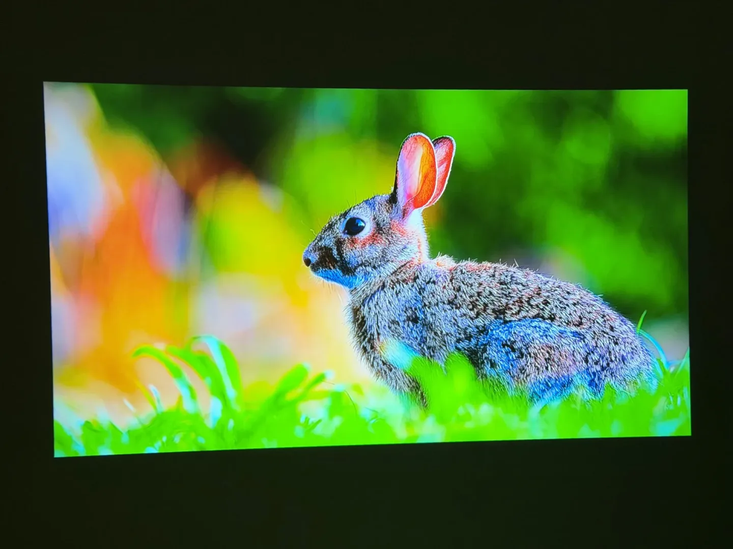 Test ETOE Whale Pro.