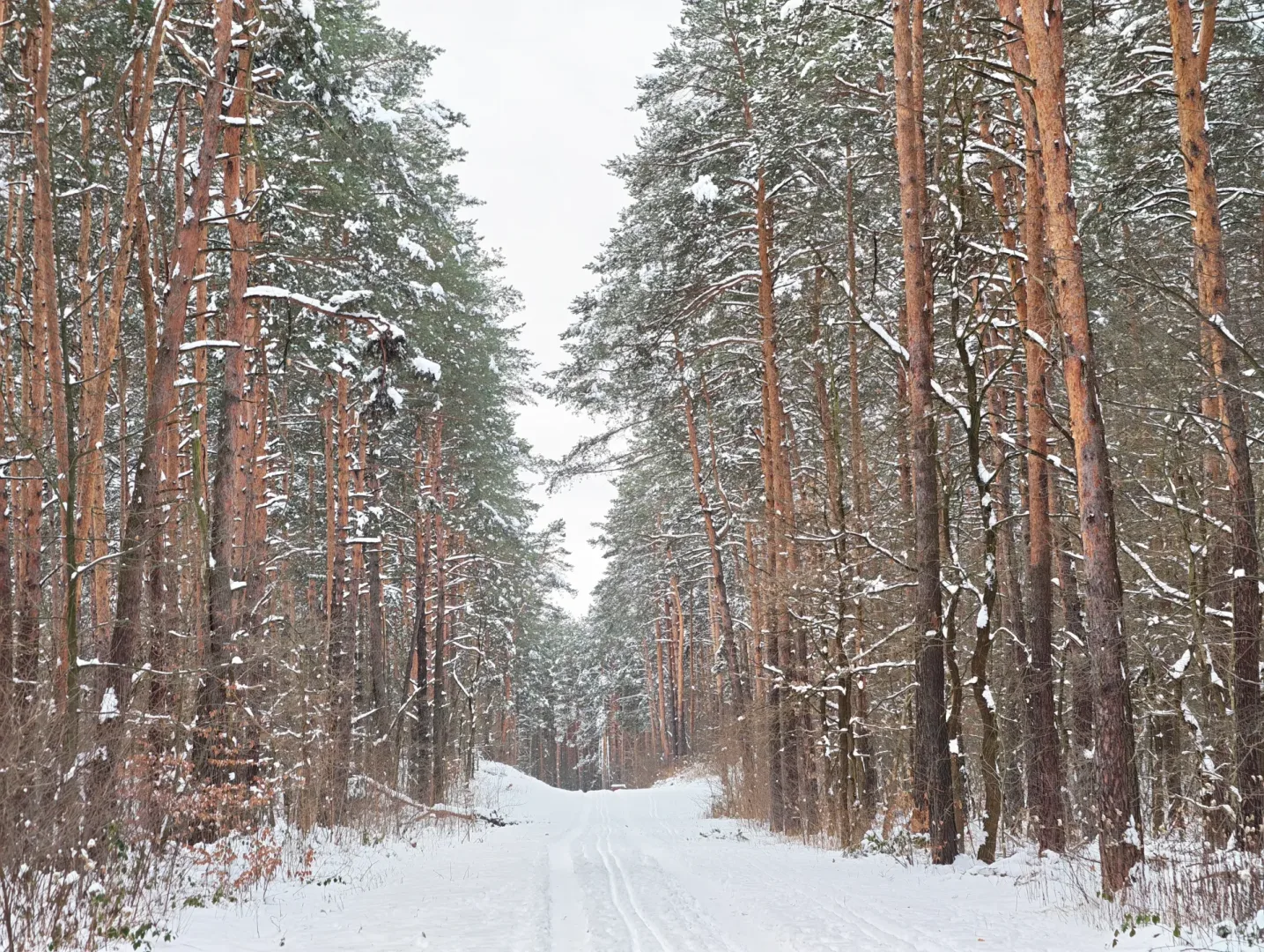 Przetestowałem Honor Magic8 Pro. Warto kupić ten smartfon? Zimowa sceneria: Honor Magic8 Pro.