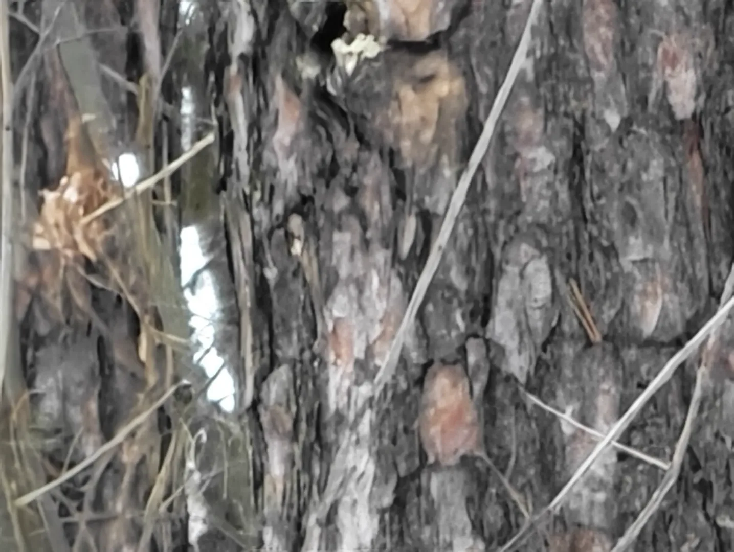 Przetestowałem Honor Magic8 Pro. Warto kupić ten smartfon? Honor Magic8 Pro - zdjęcie maksymalny zoom.