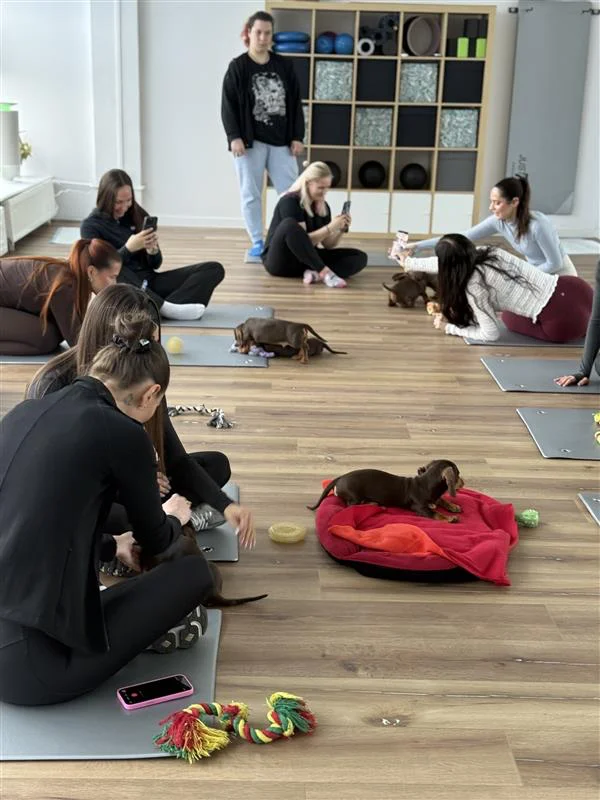 Uszy Do Góry x MOVA