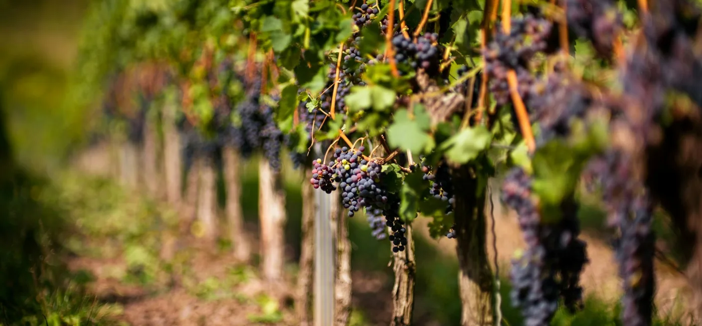 Targi Polskich Win i Winnic WINO 2026