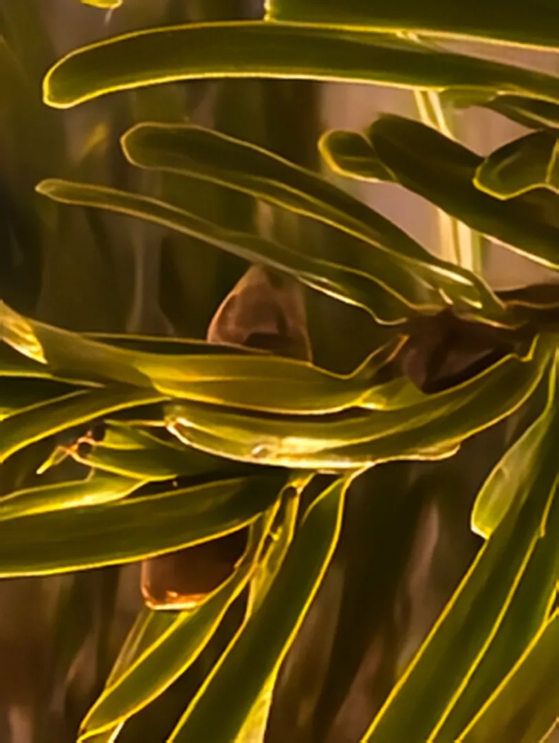 aparat główny x300