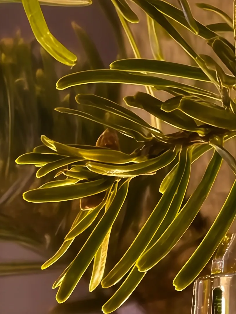 aparat główny x300