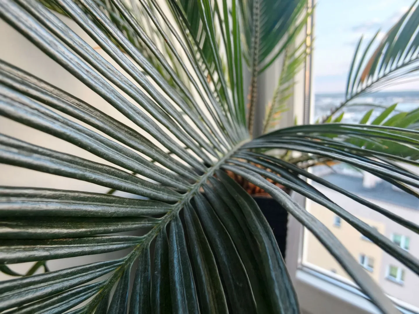 aparat główny vivo x300