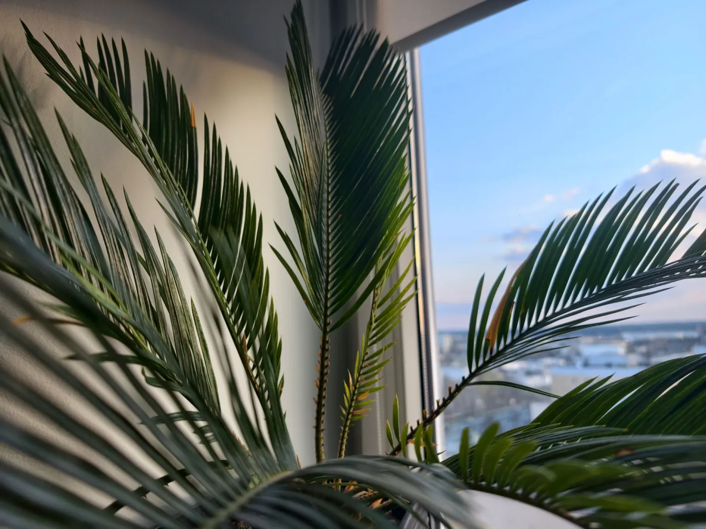 aparat główny vivo x300