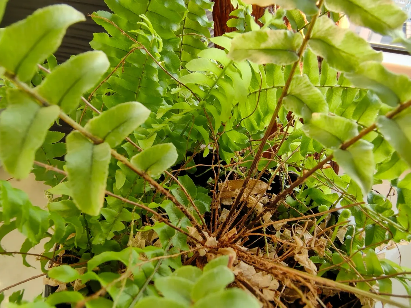 Fot: Motorola edge 70 fusion