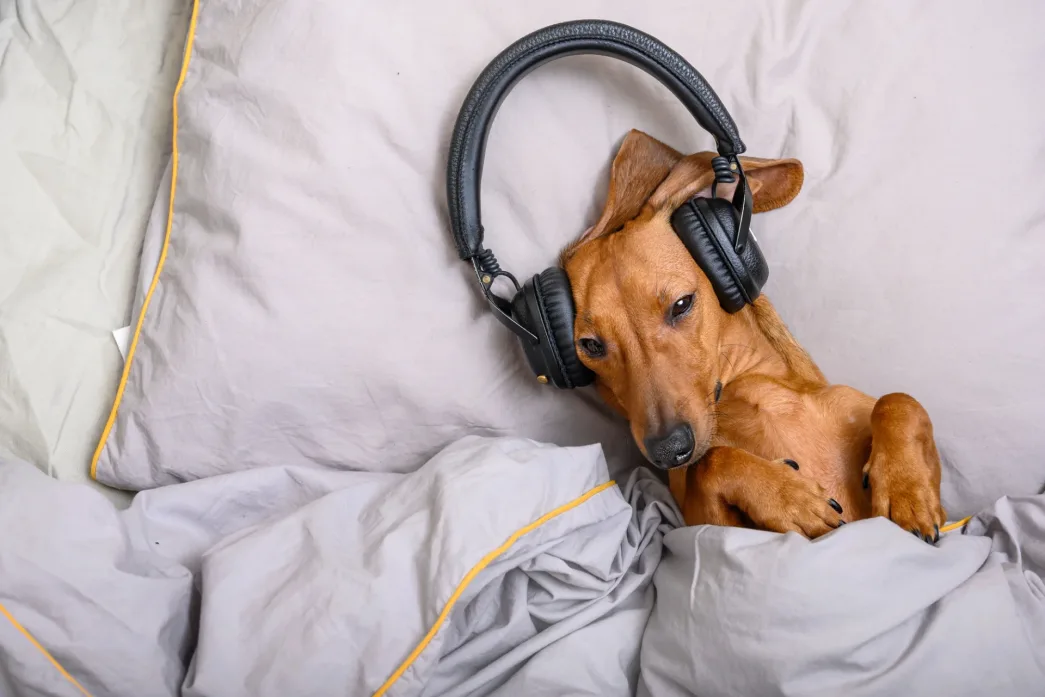 Amerykańskie psy słuchają muzyki na Spotify. Fot.: Depositphotos.