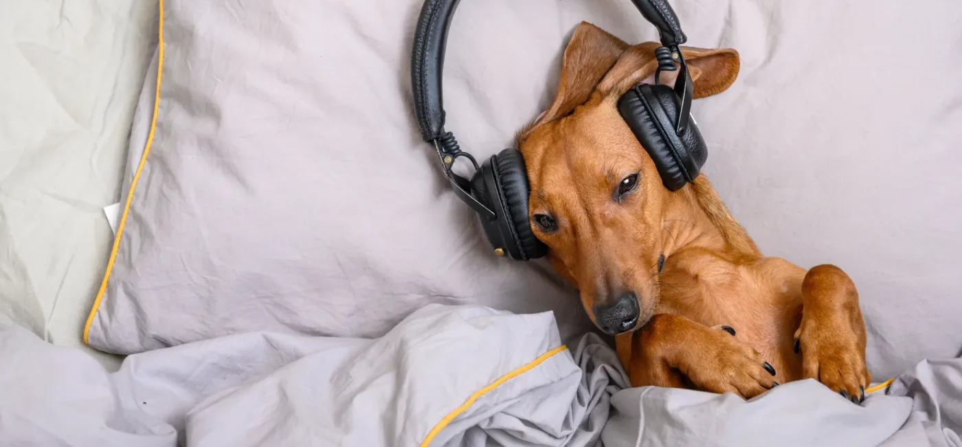 Amerykańskie psy słuchają muzyki na Spotify. Fot.: Depositphotos.