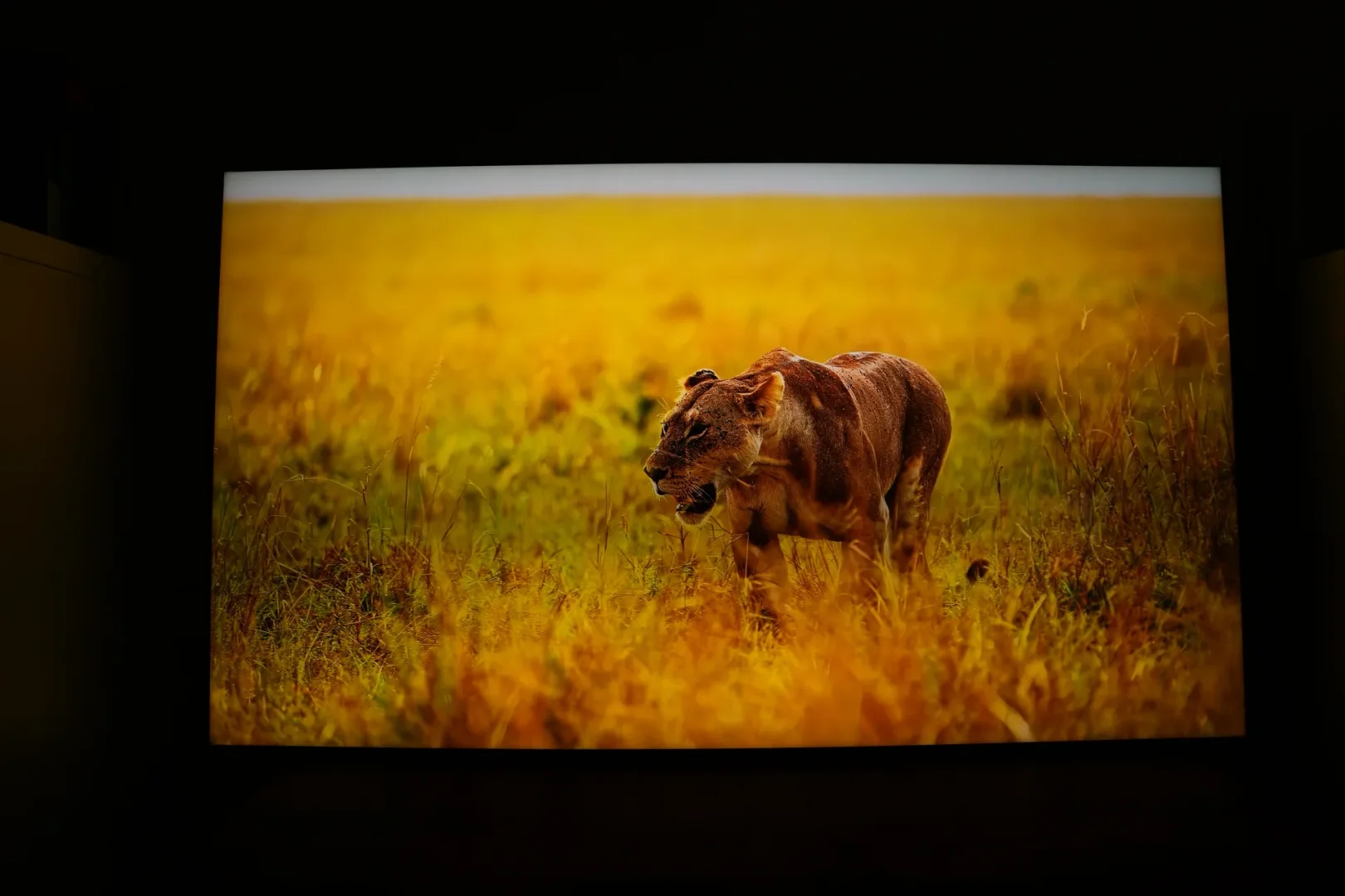Sony BRAVIA 7 II K-65XR75M2