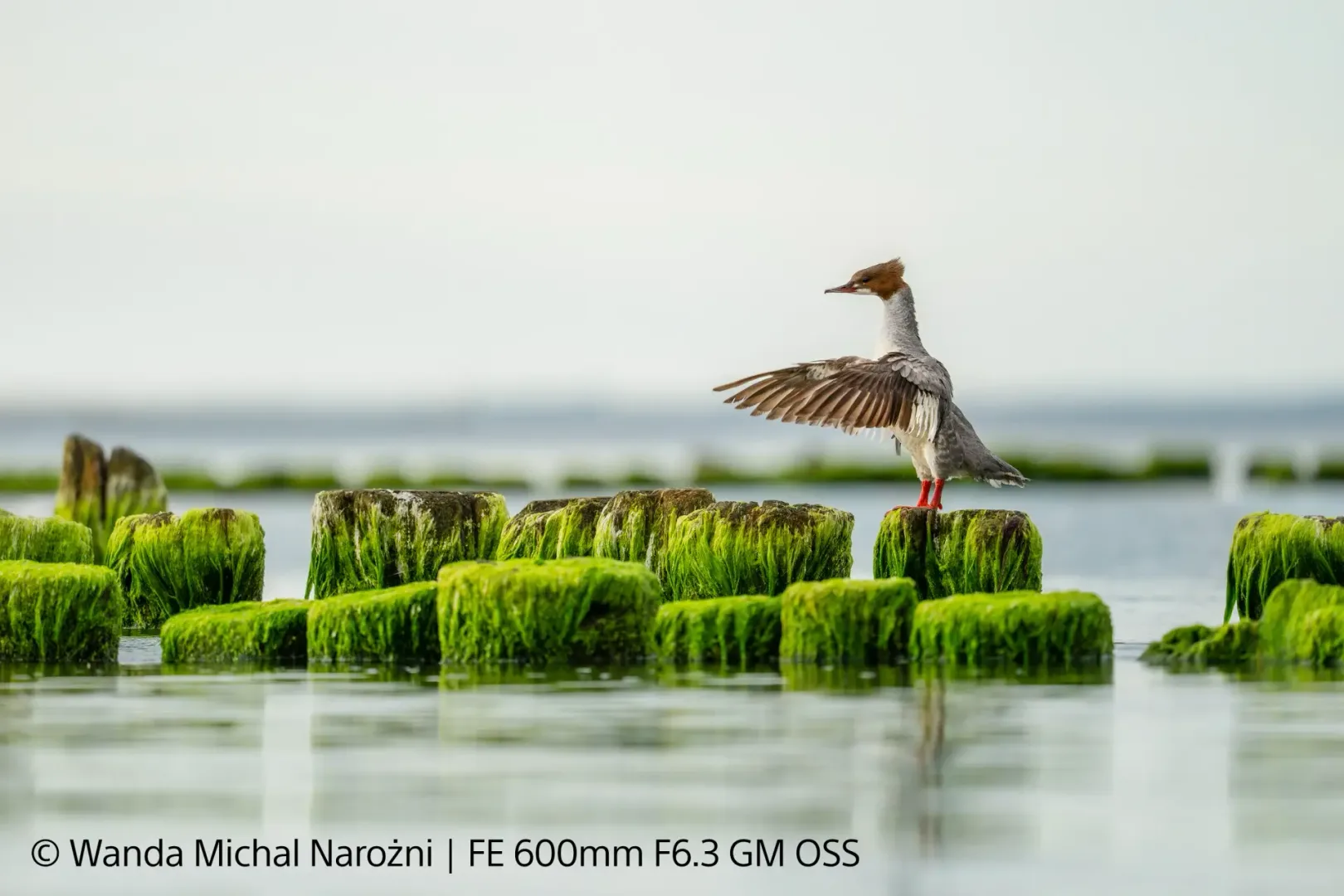 Sony G Master 400 i 600 mm