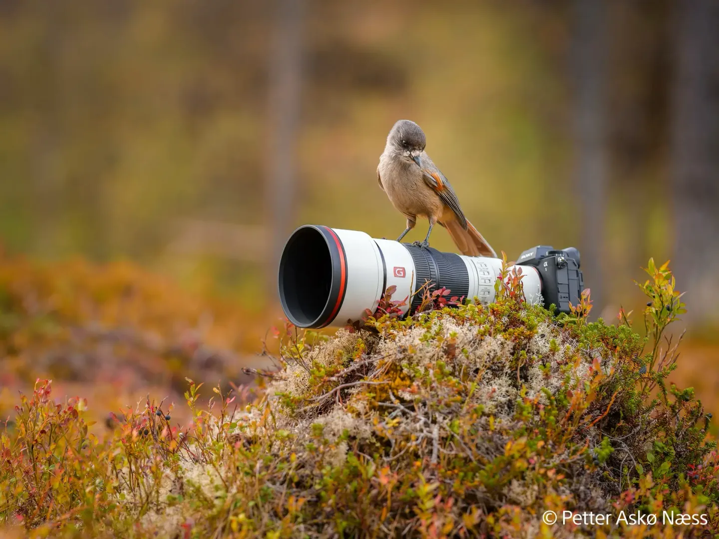 Sony G Master 400 i 600 mm
